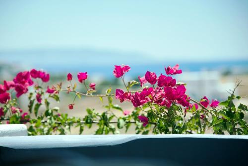 un groupe de fleurs roses assises sur un balcon dans l'établissement Callisto Plus Villa 1st and ground floor, à Márpissa