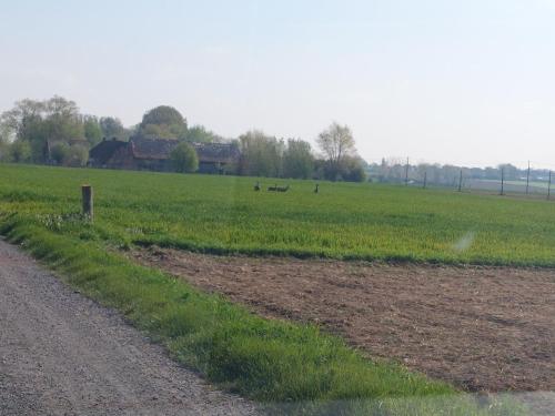 a field with two birds in the distance and a dirt road at B&B Clogher Farm in Poperinge