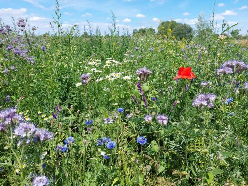 a field of flowers with a red flower in the middle at B&B Clogher Farm in Poperinge