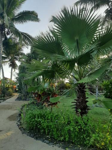 a palm tree in the middle of a park at Le Moya Beach in Nosy Be