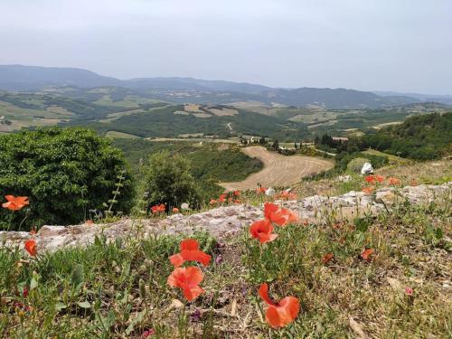 ein Feld voller roter Blumen auf einem Hügel in der Unterkunft Casa Contadina in borgo medievale, Tuscany in Monteguidi