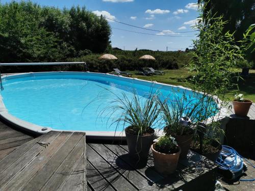 een zwembad met potplanten op een terras bij Maison Marie in Poperinge