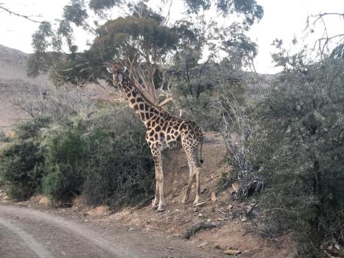 a giraffe standing on the side of a road at Weltevrede Fig Farm in Prince Albert