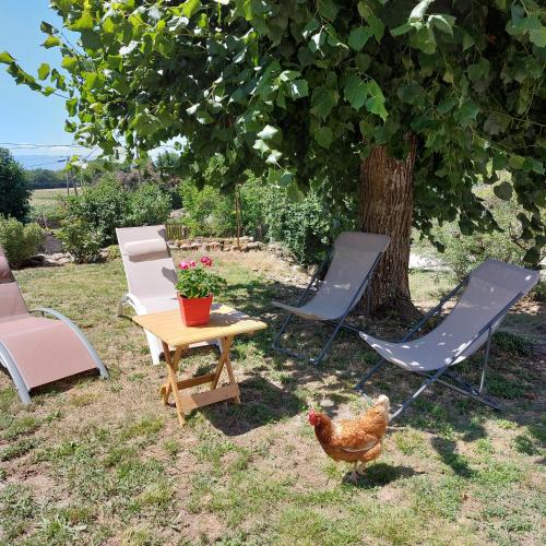 a chicken standing next to chairs and a table and a tree at Le Chant de l'Alyte in Lens-Lestang