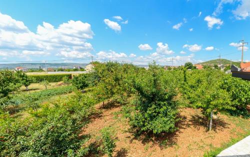 a row of apple trees in a field at Villa ATL in Blagaj