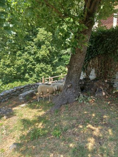 a group of sheep standing next to a tree at Open Cascina in Colico