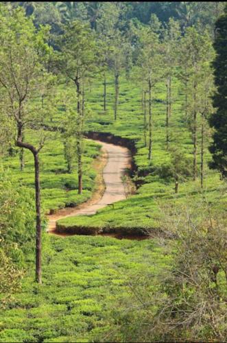 a dirt road in the middle of a forest at Besrauma Vythiri in Vythiri