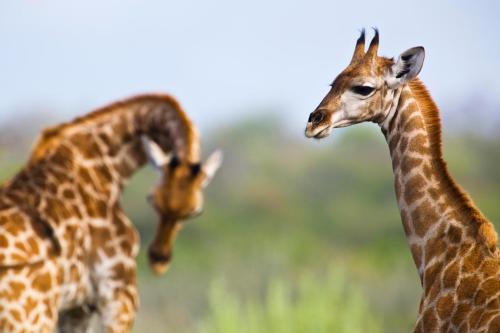 リゾートの敷地内または近くにいる動物