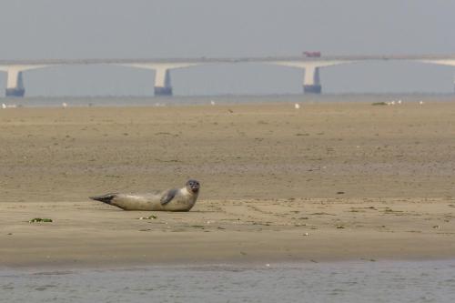 a seal sitting on the beach with a bridge in the background at Unieke stadswoning met jacuzzi en sauna max 8 pers in Goes