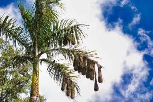 a palm tree with its leaves in the sky at Hotel Villa Zurqui in San José