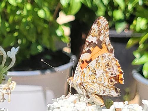 a butterfly sitting on top of a plant at Possidon in Agia Marina Aegina