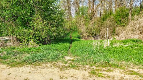 a dirt road in a field with grass and trees at Agroturystyka Pokoje U Sołtysa in Goniadz