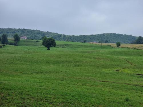 a green field with a tree in the middle of it at Uvac lake "FF" in Sjenica