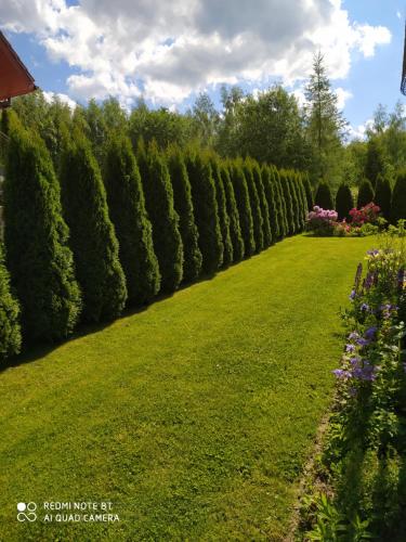 a row of bushes in a garden with green grass at Apartament Radochów 138G in Lądek-Zdrój