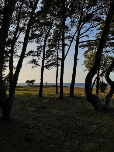 a group of trees in a field next to the ocean at Soonlepa maamaja in Soonlepa