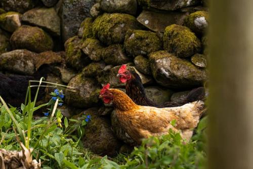 two chickens standing next to a pile of rocks at Spacious & Stylish StoneHous Cottage in Forfar