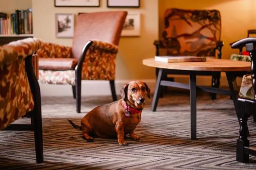 a dog sitting on the floor in a room with chairs at Royal Oak Hotel in Rosthwaite