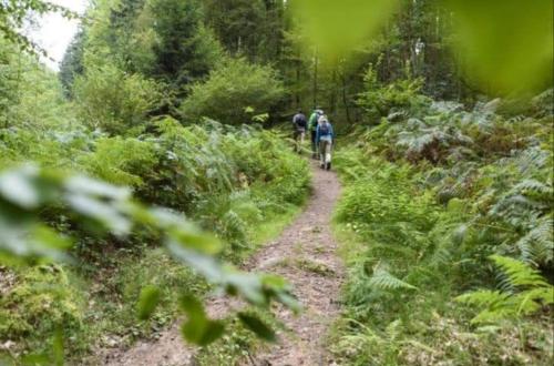 two people walking on a trail in the woods at Geishöhe Landgasthof Rose Dammbach in Dammbach