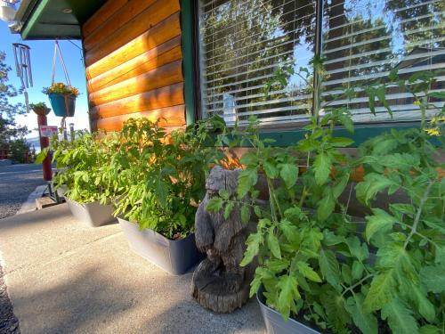 a group of plants in pots next to a building at Columbia Point Resort in Kettle Falls