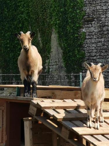 two sheep standing on top of a wooden table at Au domaine de Gigie in Chervettes