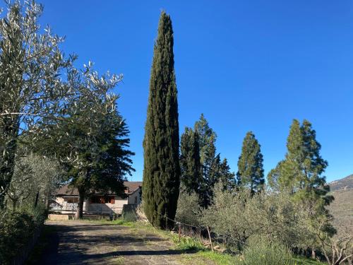 a row of cypress trees on the side of a road at La Casa Delle Olive in Gagliano Castelferrato