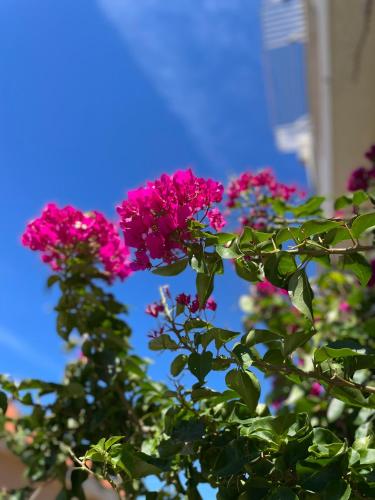 Gallery image of Apartmani Katić in Makarska