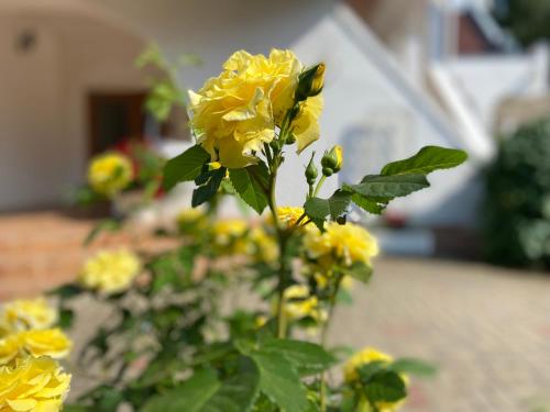 a bunch of yellow flowers on a plant at Karle Hotel in Vitrupe