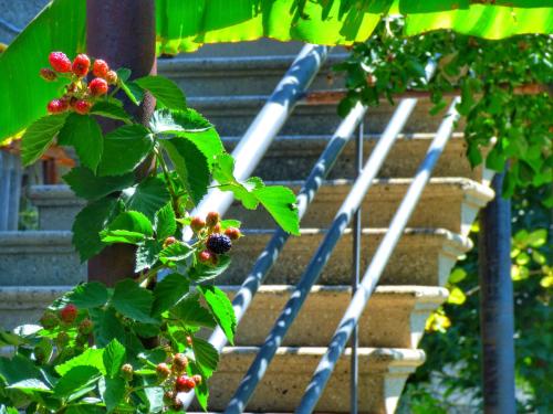 Gallery image of Veli Guest House • საოჯახო სასტუმრო ველი in Zemo Alvani