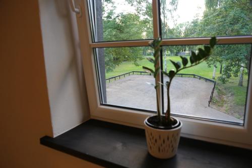 a plant in a vase sitting on a window sill at Vārves Muiža in Vārve