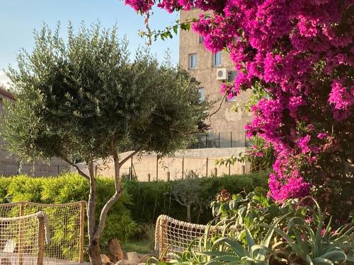 a garden with pink flowers and a tree at Casa Santa Giulia in Propriano