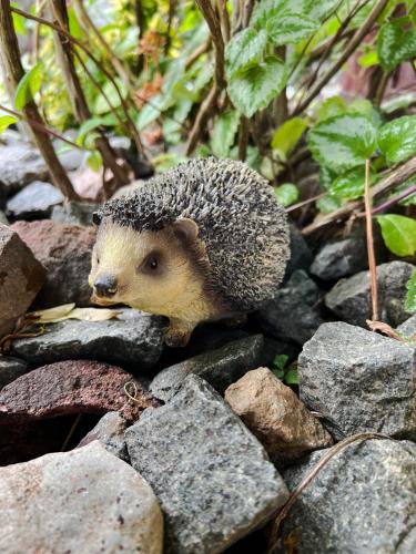 別荘の敷地内または近くにいる動物