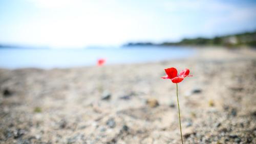 a red flower in the sand on a beach at Saint George Sithonia in Neos Marmaras