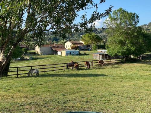 a group of horses in a field near a fence at La Bastide de Jean Maison de charme dans un domaine equestre privé in Grasse