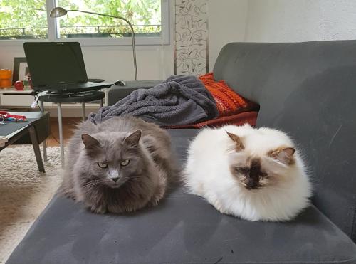 dois gatos sentados em cima de um sofá em Chambre d hotes "Lilimyna" avec petit déjeuner em Barjols