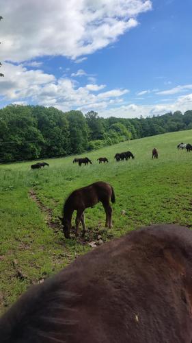 a group of horses grazing in a field at Chopina 6 na zielonym wzgórzu in Jedlina-Zdrój