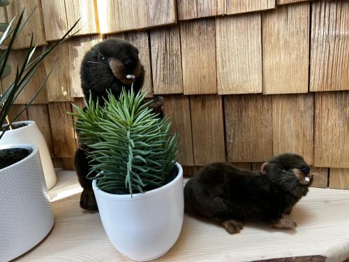 two black cats sitting on a table next to a potted plant at Castor Coquin Aubagne Cassis Aix en Provence in Aubagne