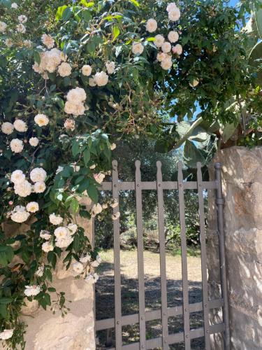 Tenuta Cammarana – Photos 3