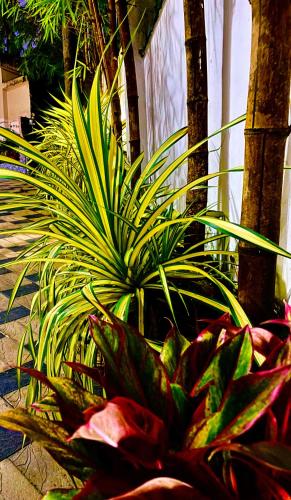 Κήπος έξω από το Green Royale Living Spaces - Luxury Serviced Apartments