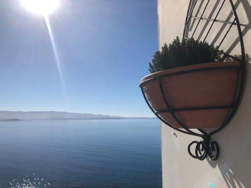 une plante dans un pot sur le côté d’un bâtiment dans l'établissement AjaccioPanoramicView, à Ajaccio