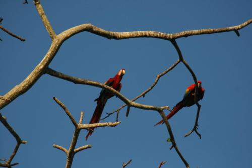 two birds perched on top of a tree branch at Sol Pacifico Lodge in Cascajal