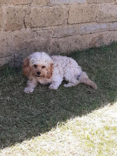 a dog laying in the grass next to a wall at Alexandra place Skipton child and dog friendly in Skipton