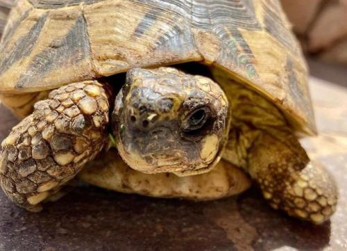 a turtle is sitting on top of its head at B&B Il Sentiero in San Sperate