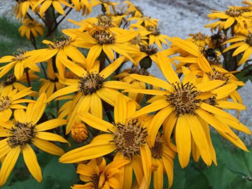 a bunch of yellow flowers with bees on them at Voosemetsa Turismitalu in Voose