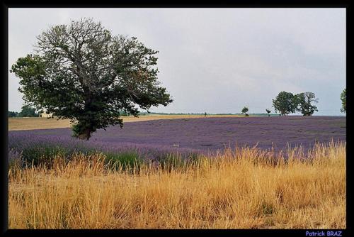 a tree in the middle of a field with purple flowers at Maison de Village avec Jardinet à Revest du bion in Revest-du-Bion