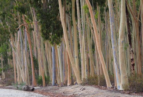a row of trees lined up next to a dirt road at La Casa de Oti playa Mazagón vistas al mar in Mazagón