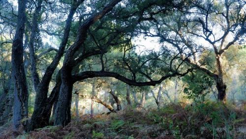 a painting of a forest with trees and grass at La Casa de Oti playa Mazagón vistas al mar in Mazagón