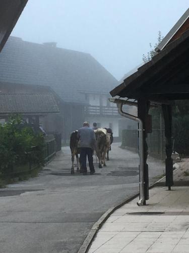Altri animali domestici presso la casa vacanze o nei dintorni