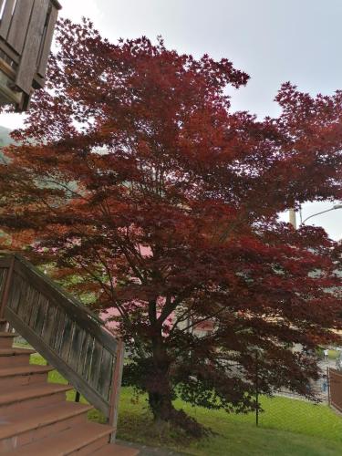 a tree with red leaves next to a staircase at Acero Rosso in Malonno