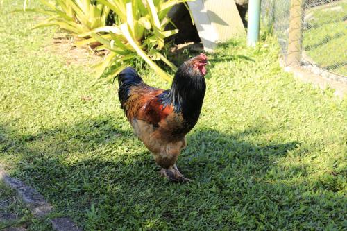 a rooster standing in the grass next to a fence at Auberge Suisse Pousada in Nova Friburgo