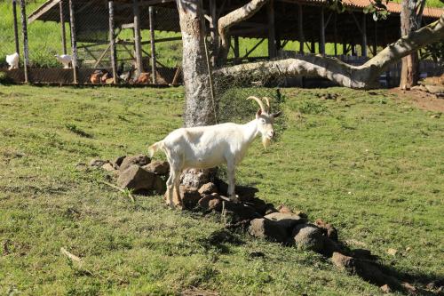 a goat standing next to a tree in a field at Auberge Suisse Pousada in Nova Friburgo